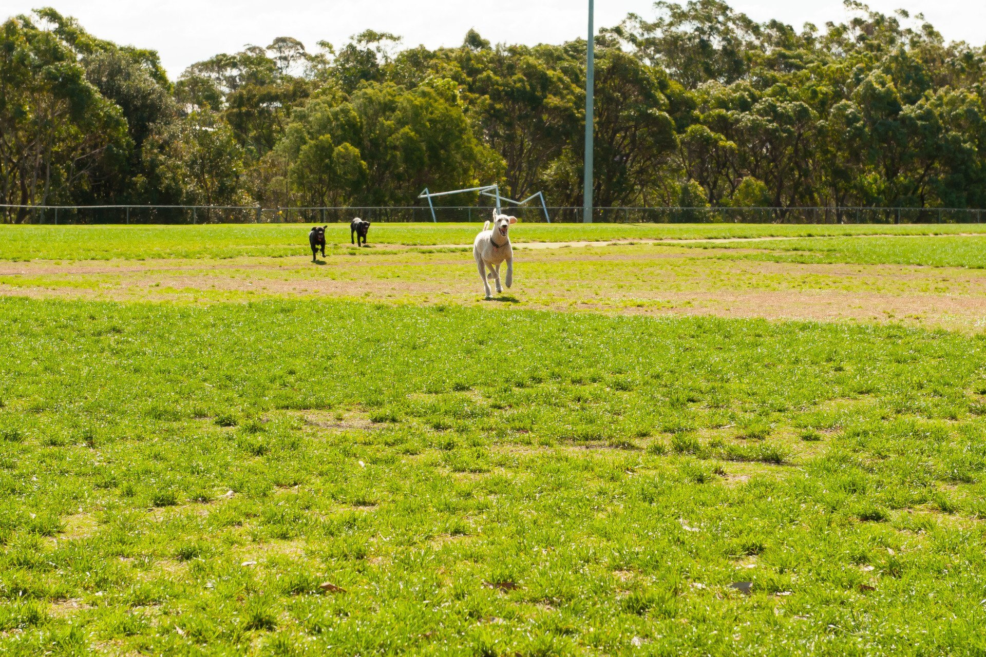 6 Quarry Road, Ryde Sold by Cassidy Real Estate - image 1