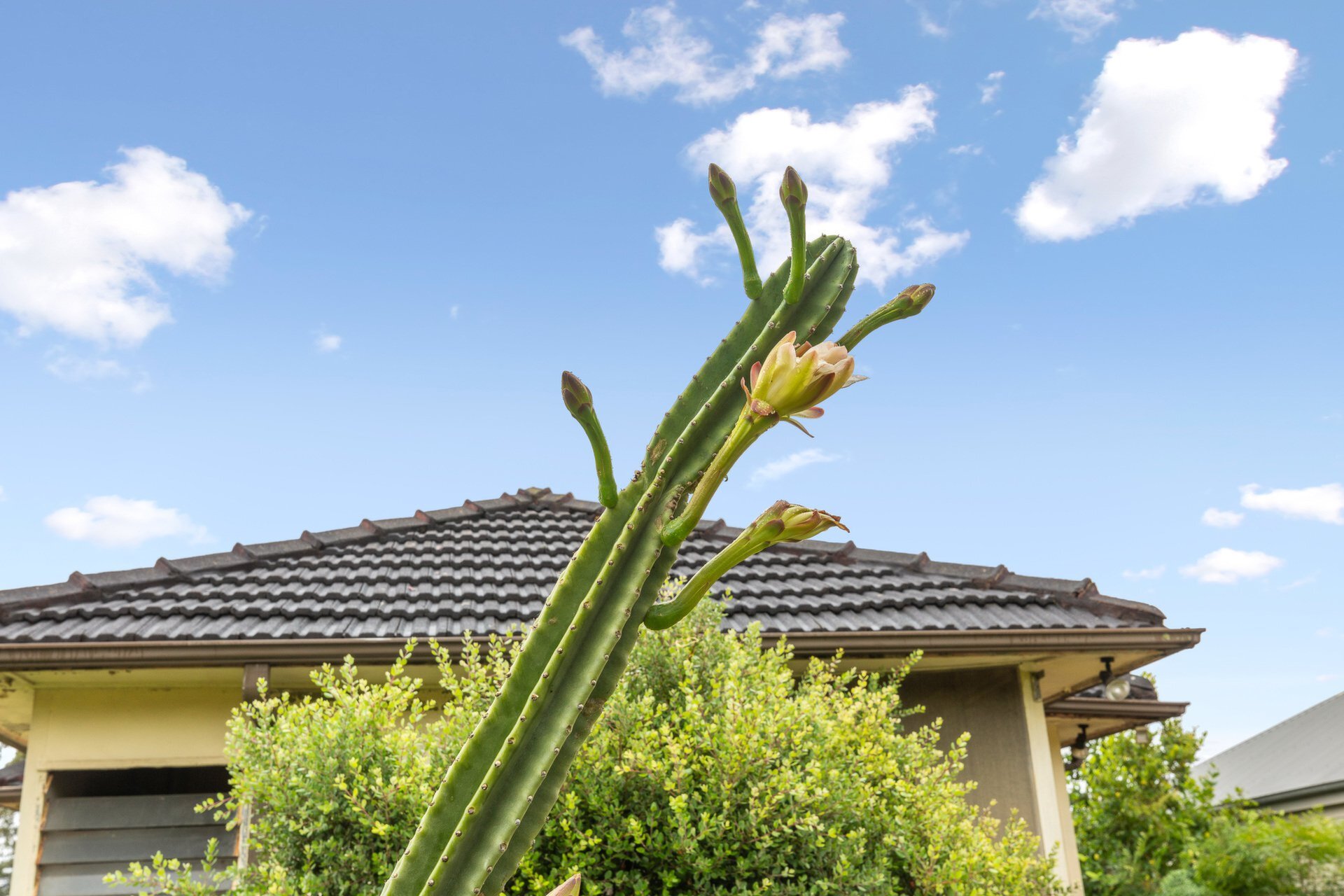 19 Milne Street, Ryde Sold by Cassidy Real Estate - image 1